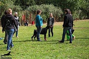 Доберман Smart Wood Hills Boromir