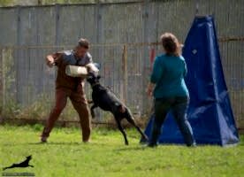 Доберман Smart Wood Hills Boromir