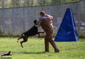 Доберман Smart Wood Hills Boromir