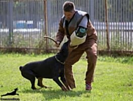 Доберман Smart Wood Hills Boromir