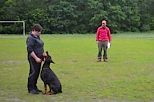 18 мая 2018 состязания по IPO г. Алматы судья А. Музалев. Доберман Smart Wood Hills Kenya 