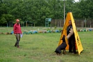 18 мая 2018 состязания по IPO г. Алматы судья А. Музалев. Доберман Smart Wood Hills Kenya 