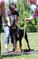 Доберман Smart Wood Hills Kenya