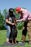 Доберман Smart Wood Hills Kenya