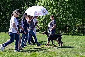 Доберман Smart Wood Hills Kenya