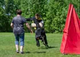 Доберман Smart Wood Hills Kenya