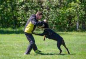 Доберман Smart Wood Hills Kenya