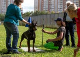 Доберман Smart Wood Hills Ulan