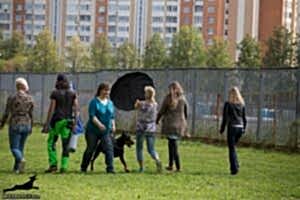 Доберман Smart Wood Hills Ulan