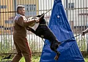 Доберман Smart Wood Hills Ulan