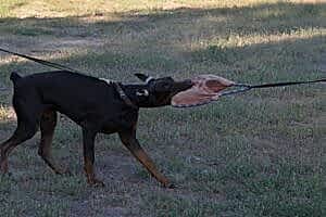 Доберман Макелоус Жеральдина, 6 месяцев. Подготовка к защитному разделу IGP