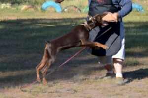 Доберман Макелоус Жеральдина, 6 месяцев. Подготовка к защитному разделу IGP