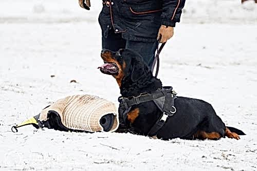 WhatsApp Image 2020-12-25 at 20.05.4523