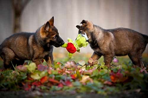 Щенки от BANDIT vom HAUS KOGOR и МАЛЫШЕВСКАЯ ЗВЕЗДА ЯГА