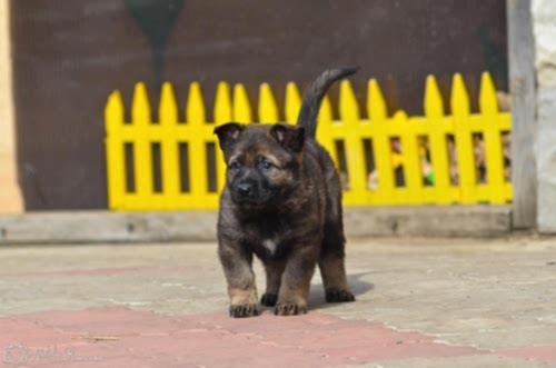 Щенки от BANDIT vom HAUS KOGOR и VOHNA HOF DORIS - 32 дня.