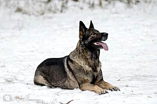 Малышевская Звезда Яга